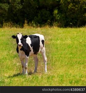 Menorca Friesian cow grazing in green meadow at Balearic Islands of Spain