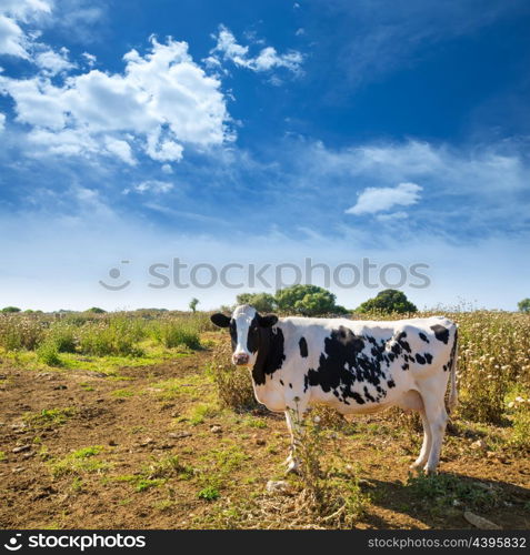 Menorca friesian cow grazing near Ciutadella Balearic Islands cattle