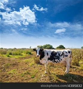 Menorca friesian cow grazing near Ciutadella Balearic Islands cattle