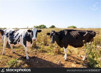 Menorca friesian cows cattle grazing near Ciutadella Balearic Islands