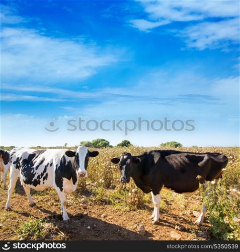 Menorca friesian cows cattle grazing near Ciutadella Balearic Islands