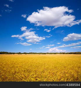 Menorca golden wheat fields in Ciutadella agriculture at Balearic islands