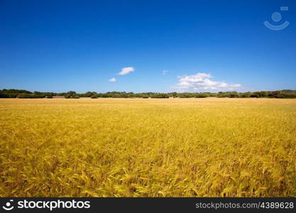 Menorca golden wheat fields in Ciutadella agriculture at Balearic islands