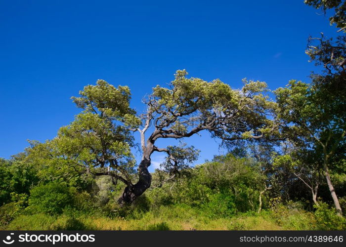 Menorca oak tree forest in northern coast near Cala Pilar at Balearic Islands