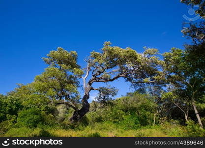 Menorca oak tree forest in northern coast near Cala Pilar at Balearic Islands