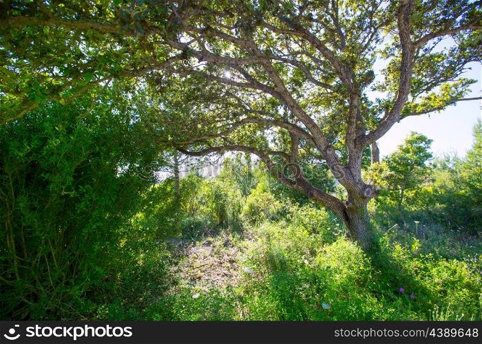 Menorca oak tree forest in northern coast near Cala Pilar at Balearic Islands