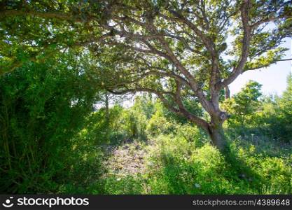 Menorca oak tree forest in northern coast near Cala Pilar at Balearic Islands