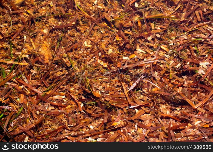 menorca Posidonia algae dried on shore texture pattern