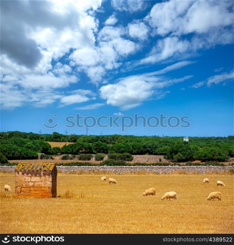 Menorca sheep flock grazing in golden dried meadow at Balearic Islands