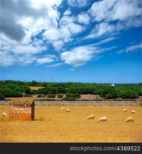 Menorca sheep flock grazing in golden dried meadow at Balearic Islands