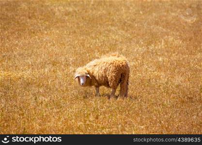 Menorca sheep grazing in golden dried meadow at Balearic Islands