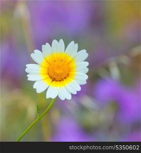 Menorca spring daisy white and yellow wild flowers in Balearic islands