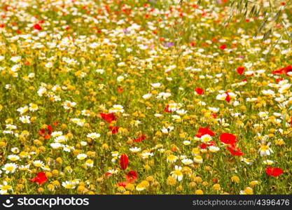 Menorca spring field with poppies and daisy flowers in Balearic Islands