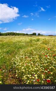 Menorca spring field with poppies and daisy flowers in Balearic Islands