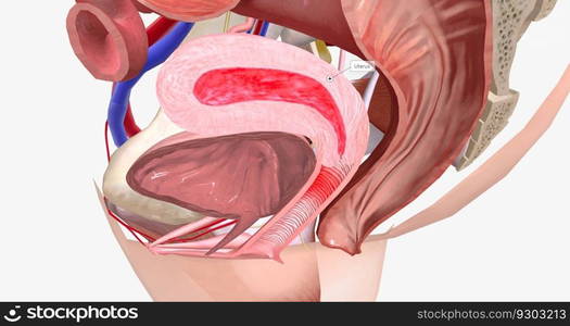 Menstruation is a normal, monthly process to shed the inner lining of the uterus. 3D rendering. Menstruation is a normal, monthly process to shed the inner lining of the uterus.