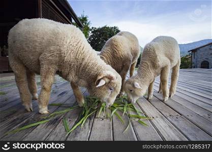 merino sheep eating green grass leaves in livestock farm