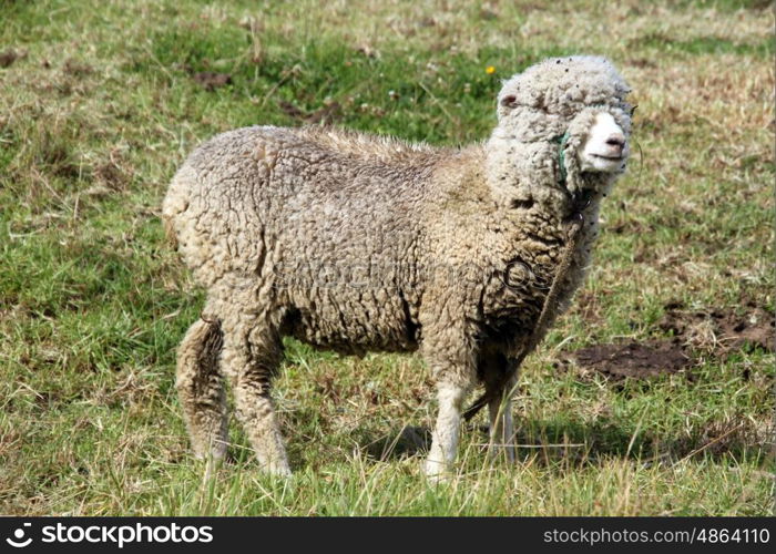 Merino sheep on the green field