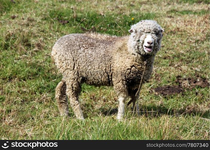 Merino sheep on the green field