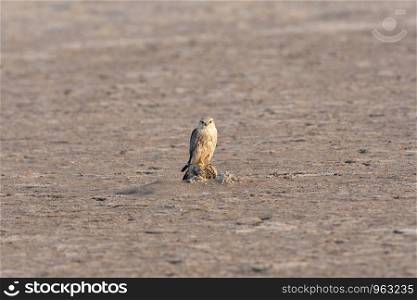 Merlin, Falco columbarius, Little rann of Kutch, Gujarat, India