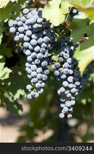 Merlot grapes on grapevine. Close up grapes