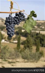 merlot grapes on the vine