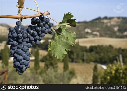 merlot grapes on the vine