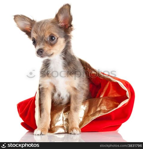 Merry Christmas and Happy New Year. chihuahua dog