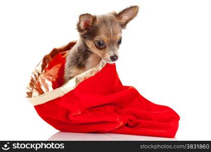 Merry Christmas and Happy New Year. chihuahua dog