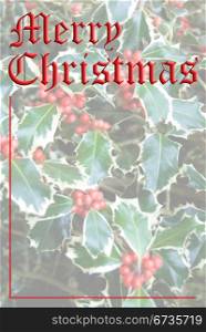 Merry Christmas message on a background of Variegated Holly