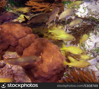 Mesoamerican barrier Great Mayan Reef grunt fishes in Riviera Maya Mexico