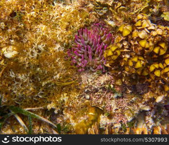 Mesoamerican barrier Great Mayan Reef in Riviera Maya of Caribbean Mexico