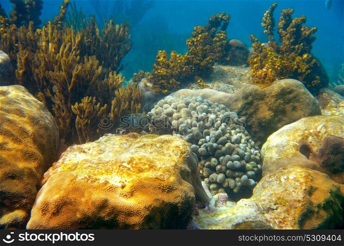 Mesoamerican barrier Great Mayan Reef in Riviera Maya of Caribbean Mexico