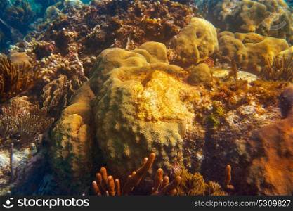 Mesoamerican barrier Great Mayan Reef in Riviera Maya of Caribbean Mexico