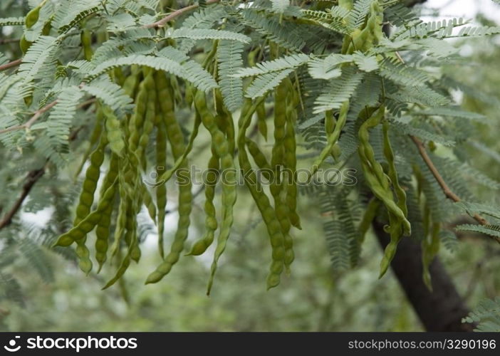 Mesquite beans