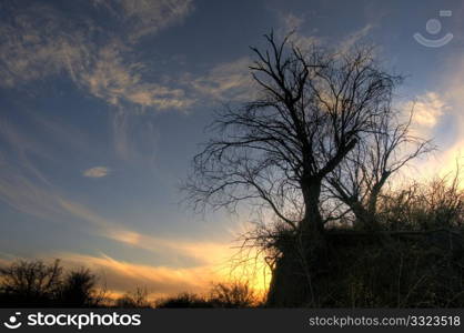 Mesquite tree at sunset