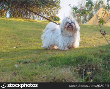 Messy hair dog after run on the grass outdoors