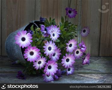 metal pot with pink spanish daisy