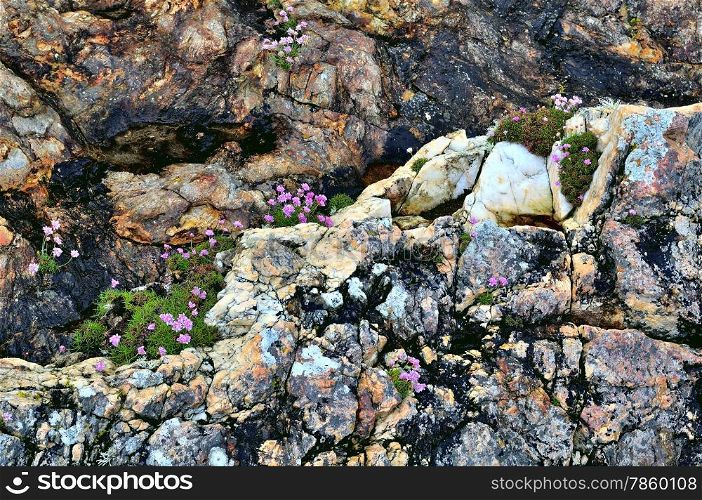 Metamorphic rocks layers. Muckross Head, Donegal, Ireland, noted for its unusual horizontally layered structure. Flowering Thrift or Sea Pink - Armeria maritima