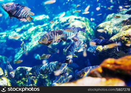 Mexican cenote underwater