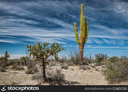 Mexican desert with cacti and succulents under fascinating sky, San Ignacio, Baja California, Mexico