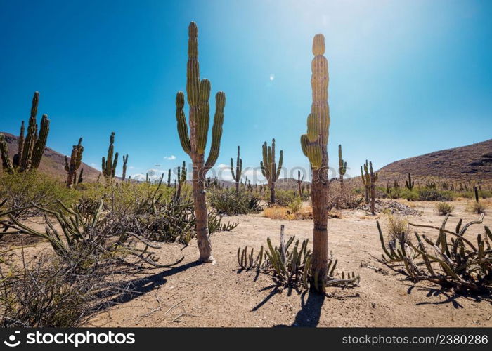 Mexican desert with cacti and succulents under heating sun, La Paz, Baja California, Mexico