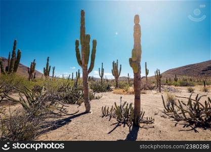 Mexican desert with cacti and succulents under heating sun, La Paz, Baja California, Mexico