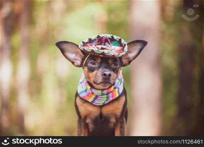 Mexican dog in sombrero and bandage on natural background