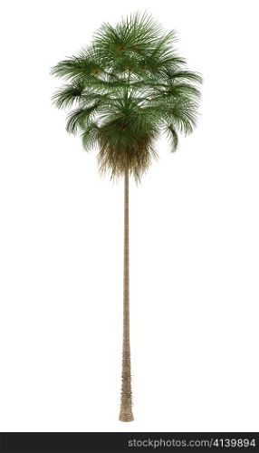 Mexican Fan palm tree isolated on white background