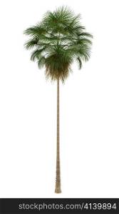 Mexican Fan palm tree isolated on white background