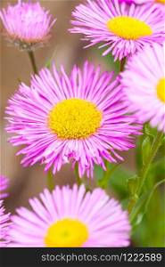 Mexican fleabane or Erigeron karvinskianus in flower. Pink with yellow heart in the daisy family (Asteraceae)