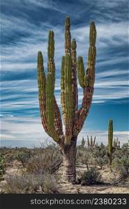 Mexican giant cactus in desert under fascinating sky, San Ignacio, Baja California, Mexico