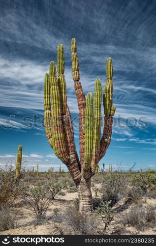 Mexican giant cactus in desert under fascinating sky, San Ignacio, Baja California, Mexico