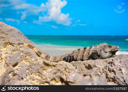 Mexican iguana in Tulum with Caribbean sea of Riviera Maya Mexico