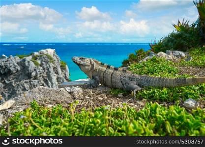 Mexican iguana in Tulum with Caribbean sea of Riviera Maya Mexico